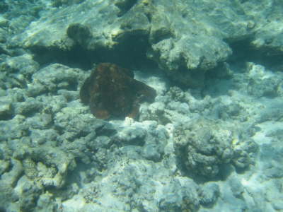2010 Seychellen 1191