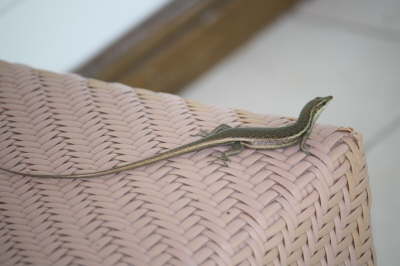 2010 Seychellen 014