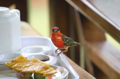 2010 Seychellen 047