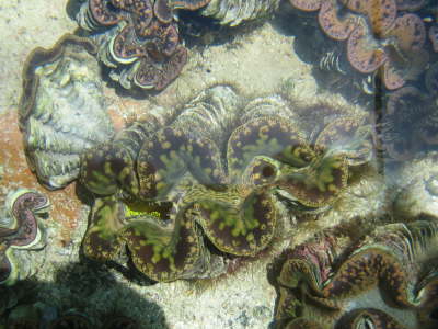 2010 Seychellen 1366