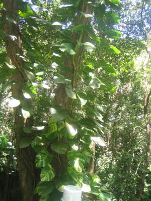 2010 Seychellen 875